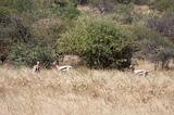 Ethiopia - Netch Sar Park - 69 - Antilopi Bushbuck